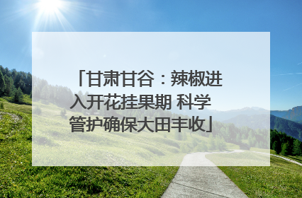 甘肃甘谷：辣椒进入开花挂果期 科学管护确保大田丰收