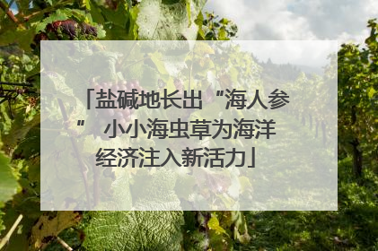 盐碱地长出“海人参” 小小海虫草为海洋经济注入新活力