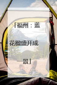 福州：蓝花楹盛开成一景