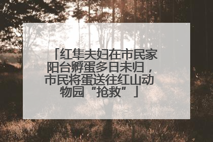 红隼夫妇在市民家阳台孵蛋多日未归，市民将蛋送往红山动物园“抢救”