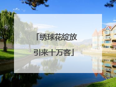 绣球花绽放 引来十万客