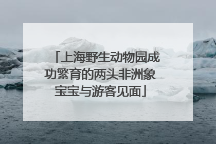 上海野生动物园成功繁育的两头非洲象宝宝与游客见面