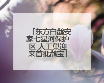 东方白鹳安家七星河保护区 人工巢迎来首批鹳宝