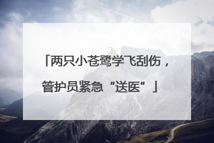 两只小苍鹭学飞刮伤，管护员紧急“送医”