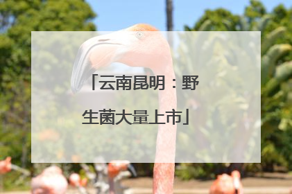 云南昆明：野生菌大量上市