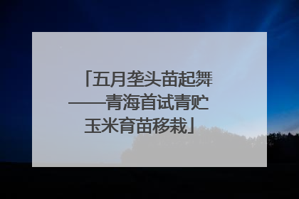 五月垄头苗起舞——青海首试青贮玉米育苗移栽