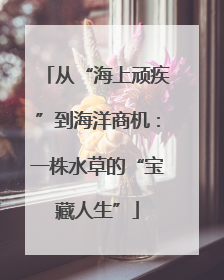 从“海上顽疾”到海洋商机：一株水草的“宝藏人生”