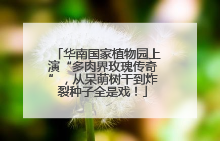 华南国家植物园上演“多肉界玫瑰传奇”，从呆萌树干到炸裂种子全是戏！