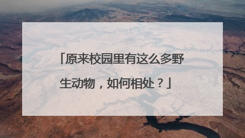 原来校园里有这么多野生动物，如何相处？