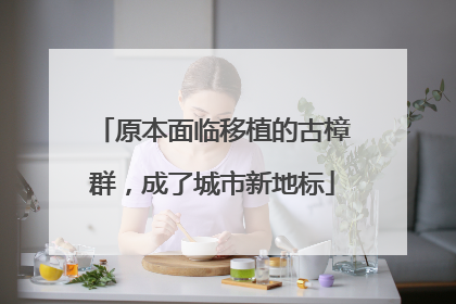 原本面临移植的古樟群，成了城市新地标