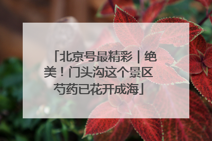 北京号最精彩｜绝美！门头沟这个景区芍药已花开成海