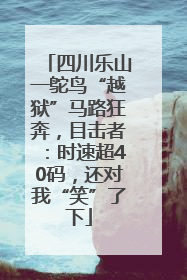 四川乐山一鸵鸟“越狱”马路狂奔，目击者：时速超40码，还对我“笑”了下