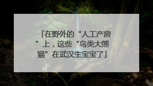 在野外的“人工产房”上，这些“鸟类大熊猫”在武汉生宝宝了