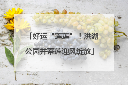 好运“莲莲”！洪湖公园并蒂莲迎风绽放