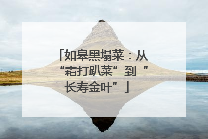 如皋黑塌菜：从“霜打趴菜”到“长寿金叶”