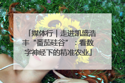 媒体行｜走进凯盛浩丰“番茄硅谷”：看数字神经下的精准农业