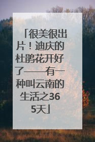 很美很出片！迪庆的杜鹃花开好了——有一种叫云南的生活之365天