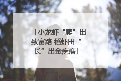 小龙虾“爬”出致富路 稻虾田“长”出金疙瘩