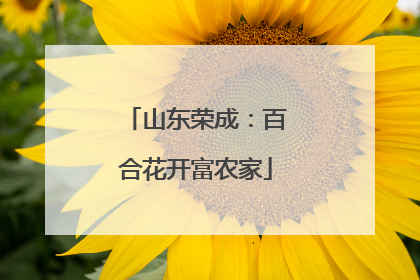 山东荣成：百合花开富农家