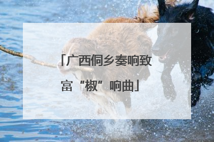 广西侗乡奏响致富“椒”响曲