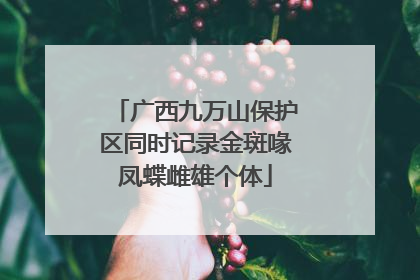 广西九万山保护区同时记录金斑喙凤蝶雌雄个体