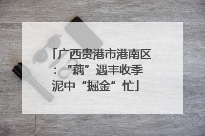 广西贵港市港南区：“藕”遇丰收季 泥中“掘金”忙