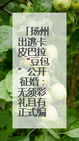 扬州出逃卡皮巴拉“豆包”公开征婚：无须彩礼且有正式编制