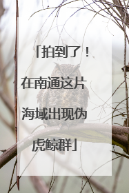 拍到了！在南通这片海域出现伪虎鲸群