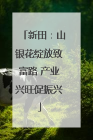 新田：山银花绽放致富路 产业兴旺促振兴