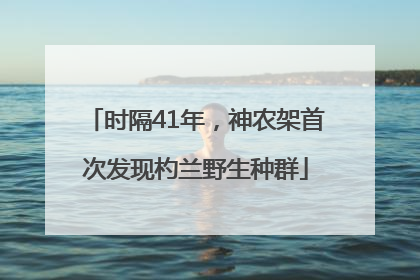 时隔41年，神农架首次发现杓兰野生种群