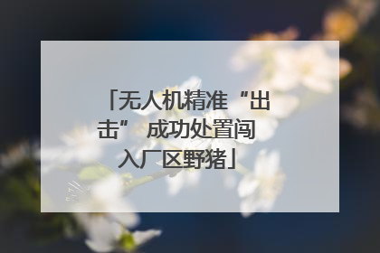 无人机精准“出击” 成功处置闯入厂区野猪