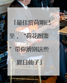 最佳赏荷期已至，“荷花图鉴”带你辨别这些夏日仙子