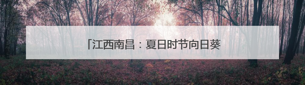 江西南昌：夏日时节向日葵盛开 金色花海“醉”游人