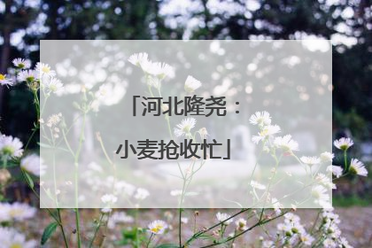 河北隆尧：小麦抢收忙