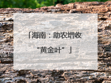 海南：助农增收 “黄金叶”
