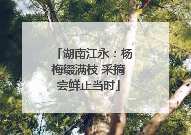 湖南江永：杨梅缀满枝 采摘尝鲜正当时