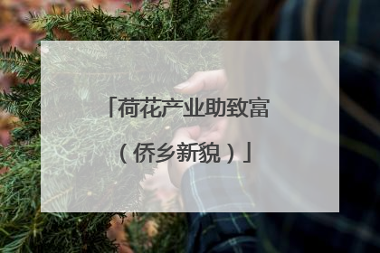 荷花产业助致富（侨乡新貌）