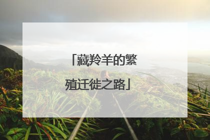 藏羚羊的繁殖迁徙之路