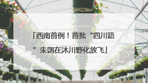 西南首例！首批“四川籍”朱鹮在沐川野化放飞
