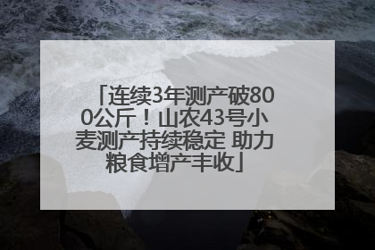 连续3年测产破800公斤！山农43号小麦测产持续稳定 助力粮食增产丰收
