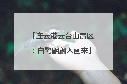 连云港云台山景区：白鹭翩翩入画来