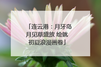 连云港：月牙岛月见草盛放 绘就初夏浪漫画卷
