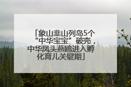象山韭山列岛5个“中华宝宝”破壳，中华凤头燕鸥进入孵化育儿关键期