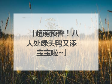 超萌预警！八大处绿头鸭又添宝宝啦~