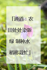 通道：农田处处染新绿 制种水稻移栽忙