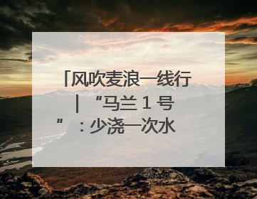风吹麦浪一线行｜“马兰 1 号”：少浇一次水 多产一成粮