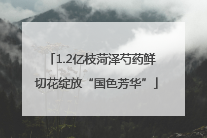 1.2亿枝菏泽芍药鲜切花绽放“国色芳华”